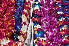  Orchids Leis 